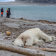 A polar bear shot on the archipelago of Svalbard, Norway, on July 28th, 20178